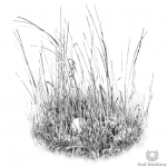 Tall grass (fescue) lie in golf